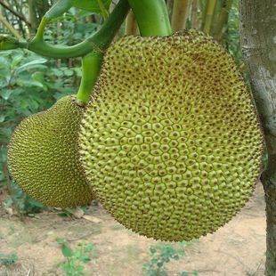 古畑任三郎 最后之舞